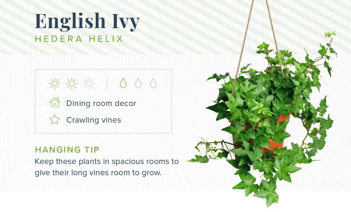 Hanging Plants Indoor | English Ivy: An Indoor Hanging Plant for Beauty and Air Purification