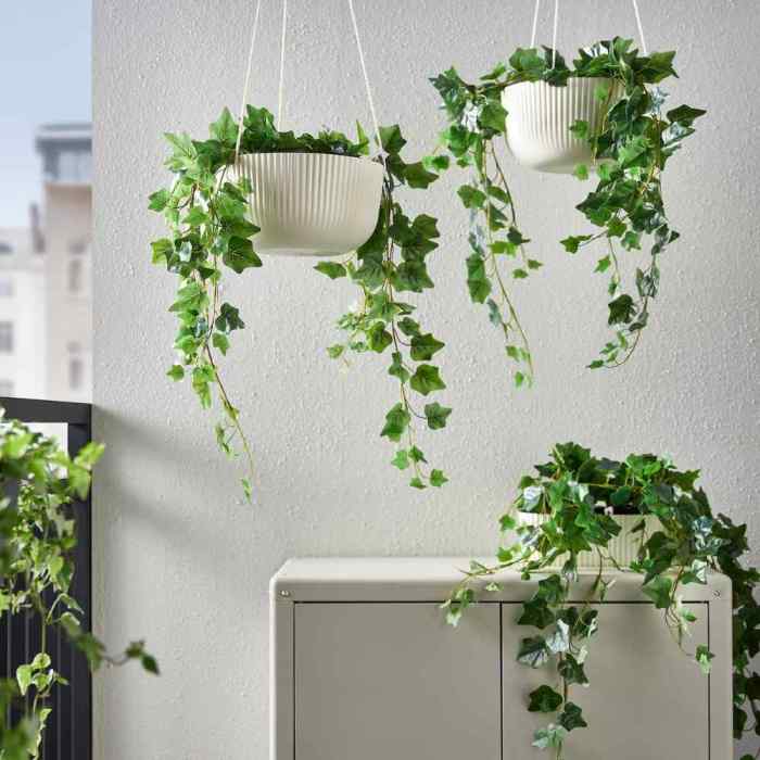 Hanging Plants Indoor | Hanging Plants for Bathrooms: Transform Your Space with Greenery