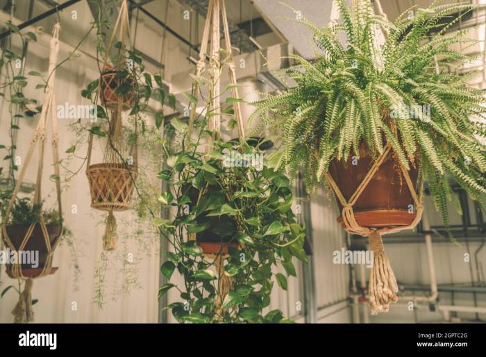 Hanging Plants Indoor | Can You Put Hanging Plants in a Pot: A Comprehensive Guide to Hanging Plant Culture