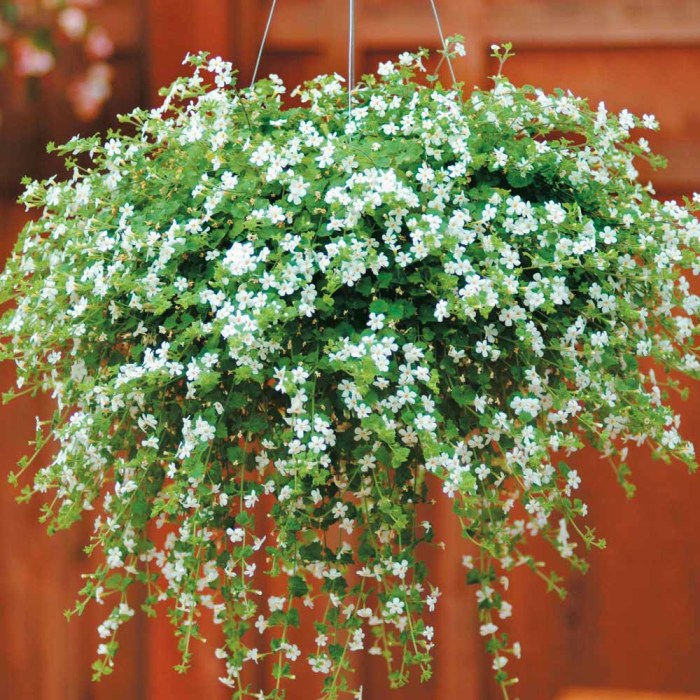 Hanging Plants Indoor | Best Hanging Basket Trailing Plants: Adorning Your Outdoors with Cascading Beauty