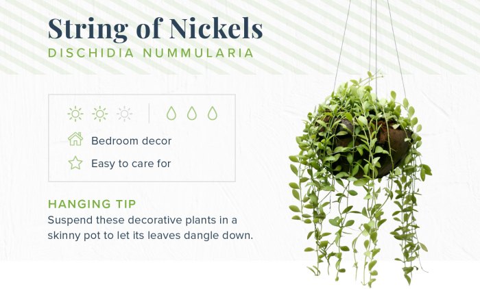 Hanging Plants Indoor | Hanging Plants: A Guide to Types, Benefits, Care, and Creative Uses