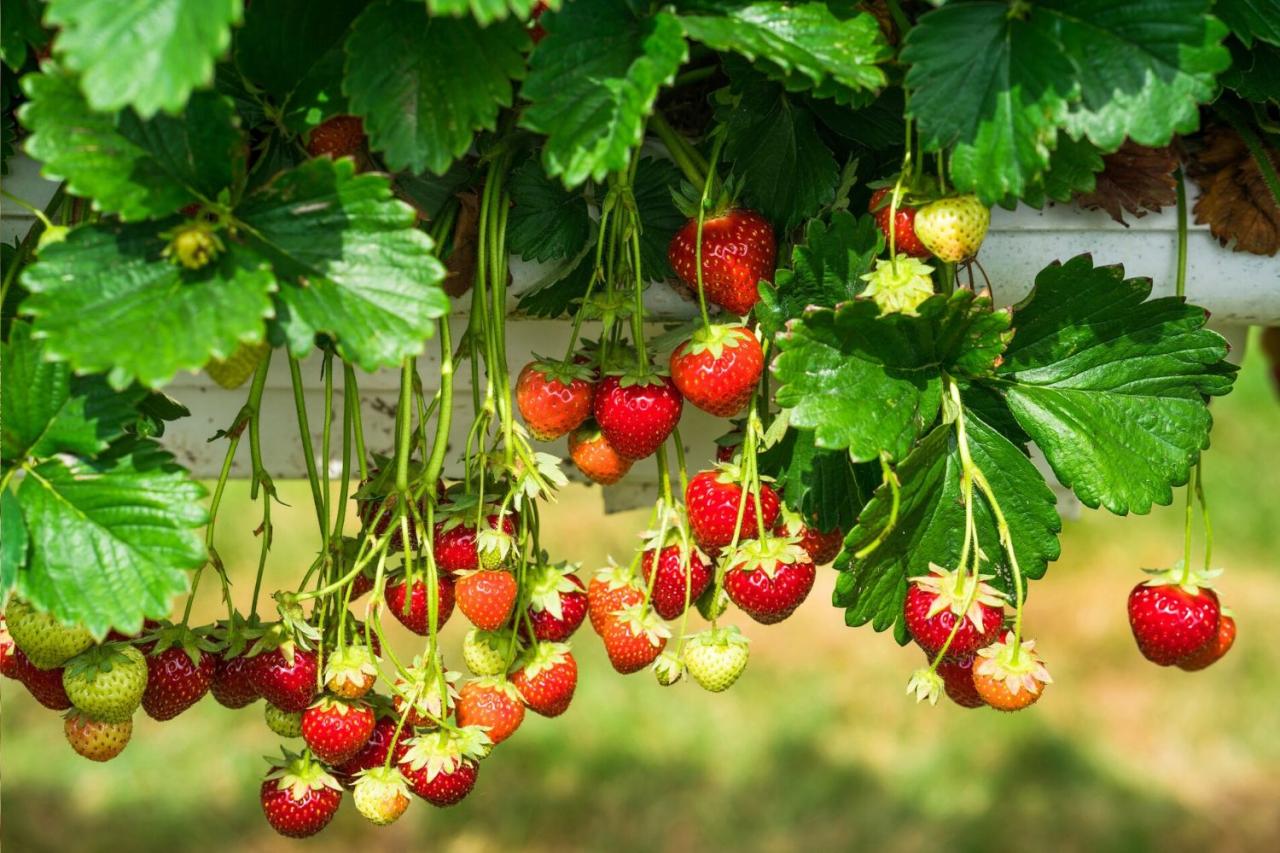 Hanging Plants Indoor | Can Hanging Strawberry Plants Be Planted in the Ground? Here's How