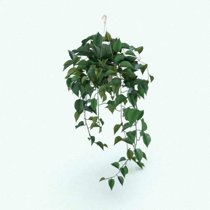 Hanging Plants Indoor | Hanging Plants Elevation: A Guide to Creating Vertical Gardens