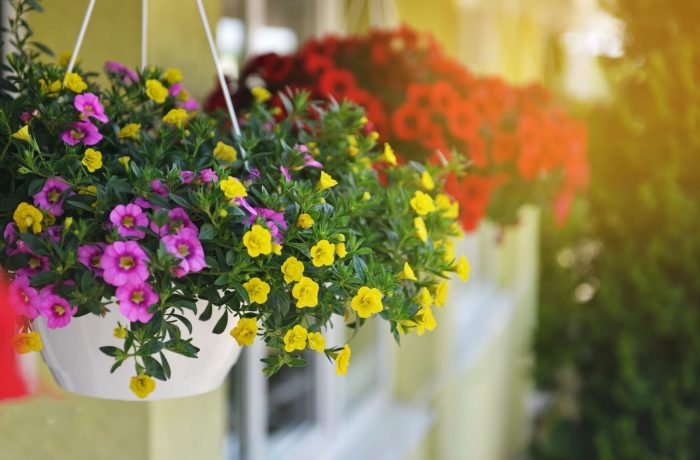 Hanging Plants Indoor | Hanging Basket Plants Dying: A Guide to Identifying and Resolving Common Issues