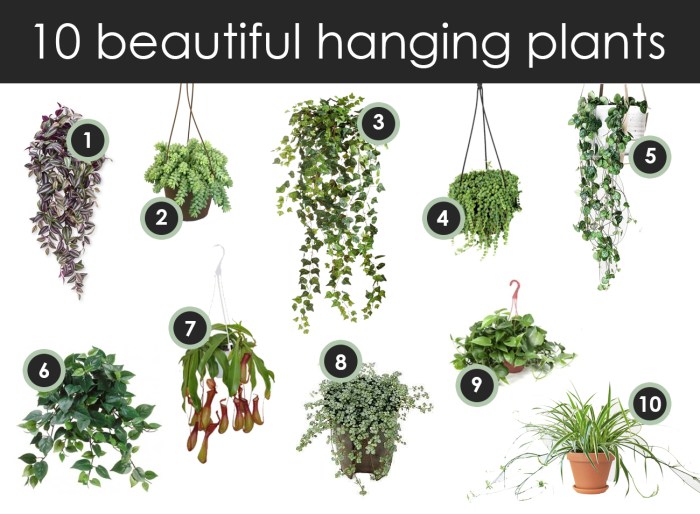 Hanging Plants Indoor | 10 Hanging Plants for Low-Light Environments: Beautify Your Home with Ease