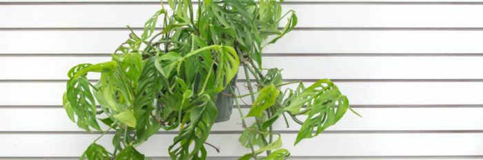 Hanging Plants Indoor | 10 Hanging Plants That Will Transform Your Queensland Home