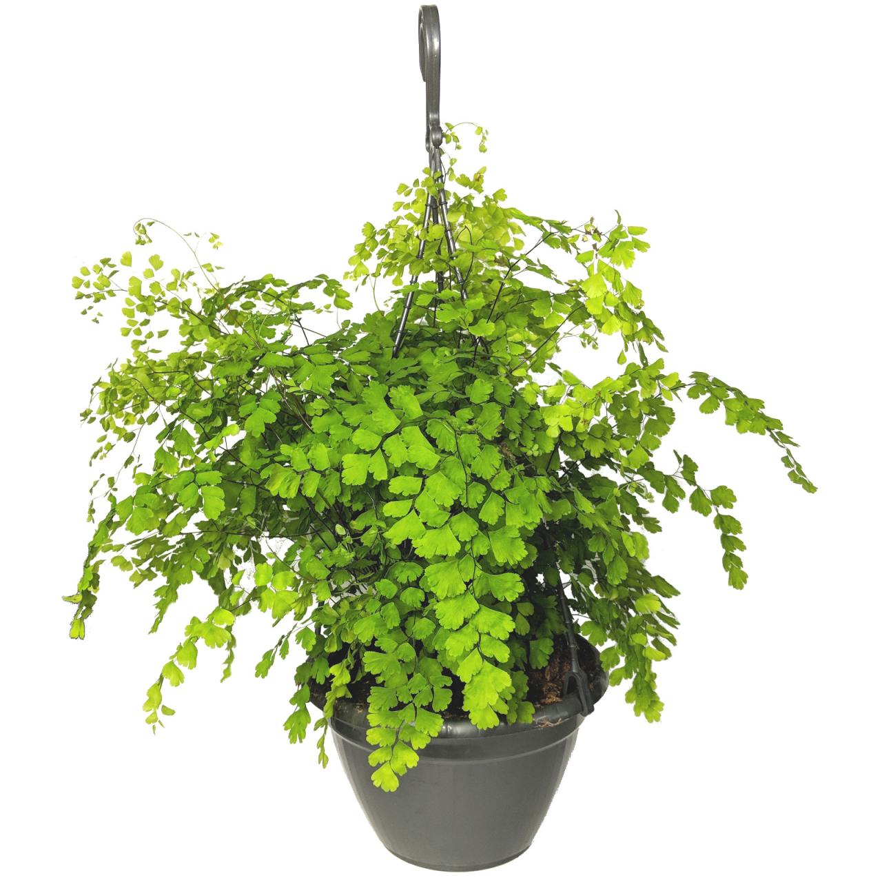 Hanging Plants Indoor | Hanging Plants Evergreen: A Guide to Year-Round Beauty