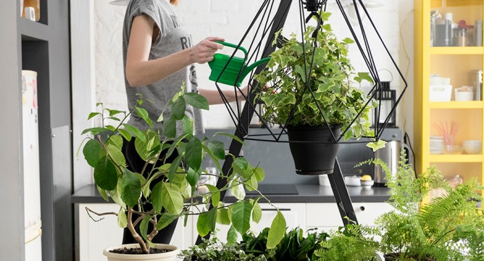 Hanging Plants Indoor | Best House Plants to Hang: Elevate Your Indoor Oasis with Greenery