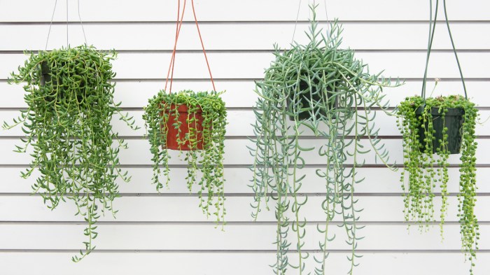 Hanging Plants Indoor | What Hanging Plants Last the Longest: A Guide to Durable Indoor Greenery