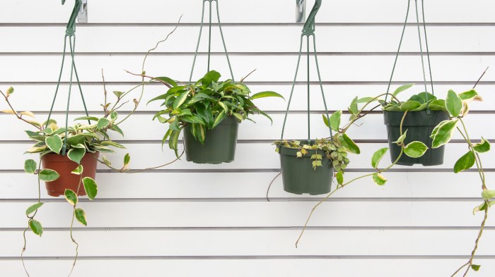 Hanging Plants Indoor | Good Hanging House Plants: Enhance Your Indoor Oasis with Greenery