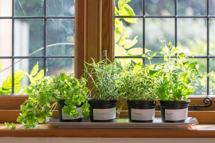 Hanging Plants Indoor | Bunnings Herbs in Pots: A Guide to Growing Culinary and Decorative Herbs