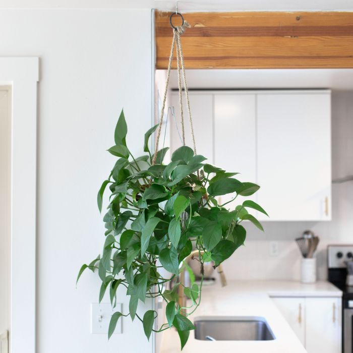 Hanging Plants Indoor | Hanging Plants with String: Creative Techniques for Stylish Decor