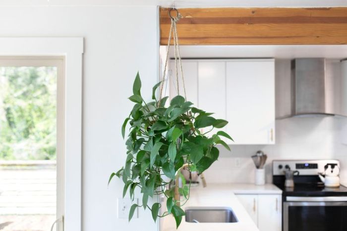 Hanging Plants Indoor | Pet-Friendly Hanging Plants: A Guide to Enhancing Your Home and Pet's Well-being