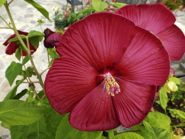 Hanging Plants Indoor | Trim Hibiscus Plants: A Comprehensive Guide to Enhance Health and Aesthetics