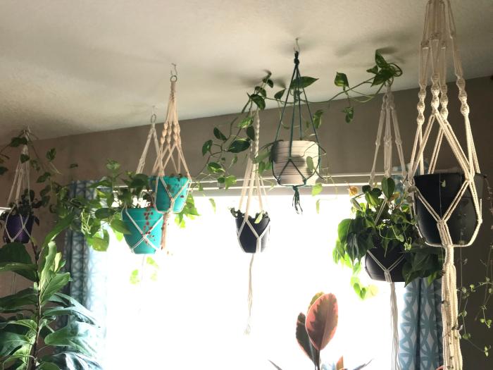 Hanging Plants Indoor | Hanging Plants in the Dining Room: Elevate Your Space with Greenery