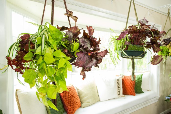 Hanging Plants Indoor | Easy Care Hanging House Plants: Liven Up Your Space with Minimal Effort