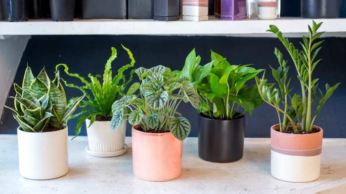 Hanging Plants Indoor | Top Rated House Plants: Essential Guide for Beginners and Enthusiasts