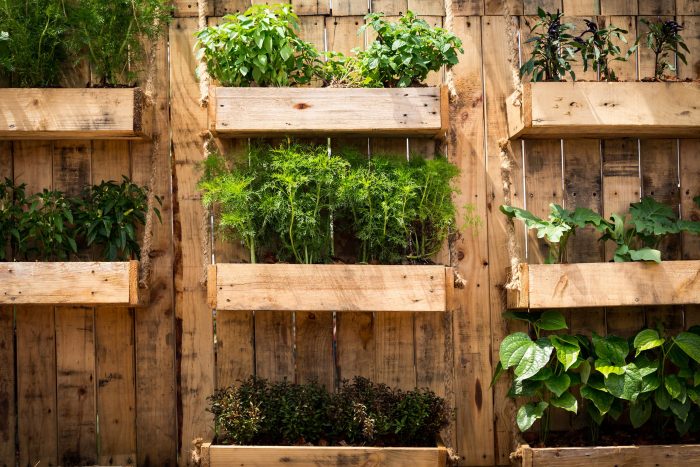 Hanging Plants Indoor | Create a Bountiful Indoor Hanging Vegetable Garden: A Comprehensive Guide