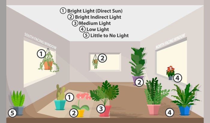 Hanging Plants Indoor | Hanging Plants Bright Indirect Light: A Guide to Thriving Indoor Greenery