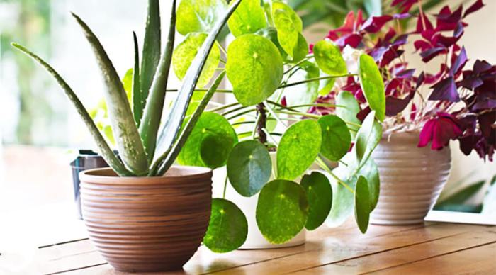 Hanging Plants Indoor | Best Plants for Selling Your Home: Enhance Curb Appeal and Boost Value
