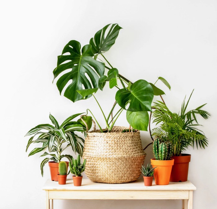 Hanging Plants Indoor | Best Indoor Plants That Hang Down: Add Vertical Beauty to Your Home