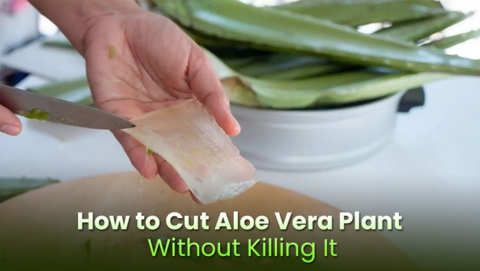 Hanging Plants Indoor | How to Trim Aloe Plants: A Comprehensive Guide to Maintain Healthy and Aesthetically Pleasing Plants