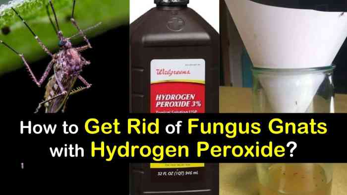 Hanging Plants Indoor | How Can I Get Rid of Fungus Gnats: A Comprehensive Guide