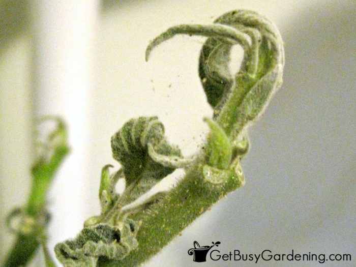 Hanging Plants Indoor | Get Rid of Spider Mites on Indoor Plants: A Comprehensive Guide