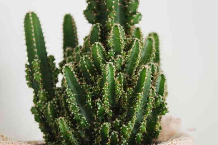 Hanging Plants Indoor | How to Care for a Small Cactus: A Guide to Thriving Tiny Pricklies