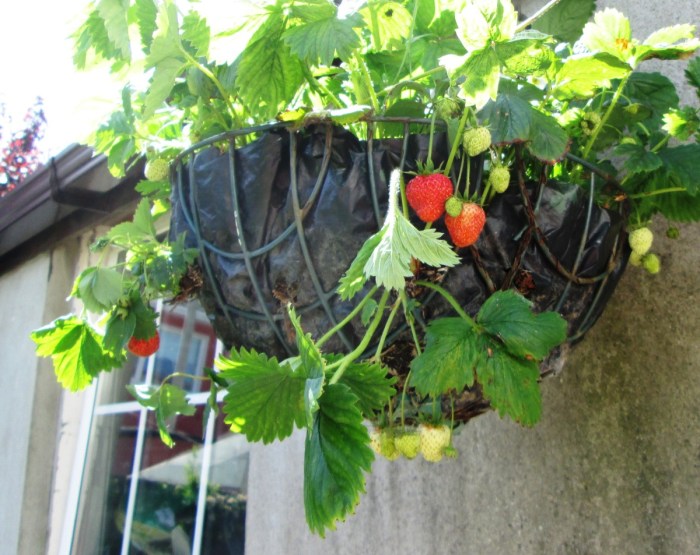 Hanging Plants Indoor | Will Hanging Strawberry Plants Come Back? Learn the Truth