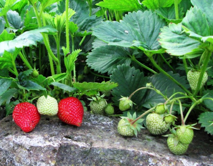 Hanging Plants Indoor | Can Hanging Strawberry Plants Be Planted in the Ground? Here's How