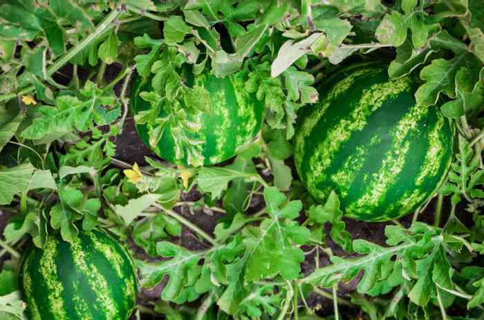 Hanging Plants Indoor | How to Trim Watermelon Plants for Optimal Growth and Yield