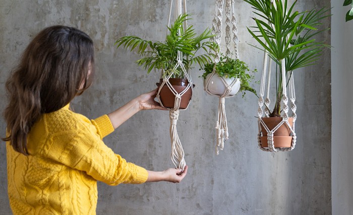 Hanging Plants Indoor | How to Hang Plants from the Ceiling: A Guide to Greenery Above
