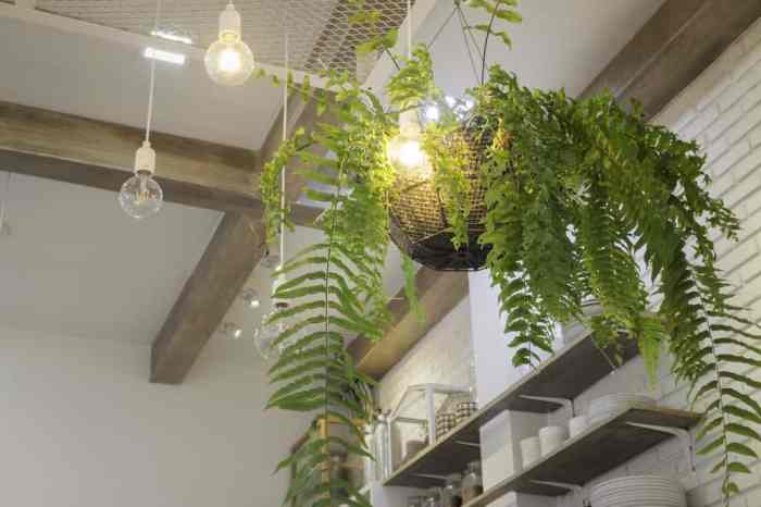 Hanging Plants Indoor | Hanging Plants from Ceilings: Enhance Aesthetics and Create Unique Ambiance