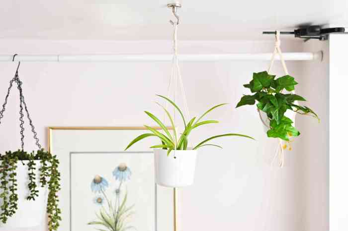 Hanging Plants Indoor | Hanging Plants Without Soil: A Guide to Thriving Plants in Suspended Spaces