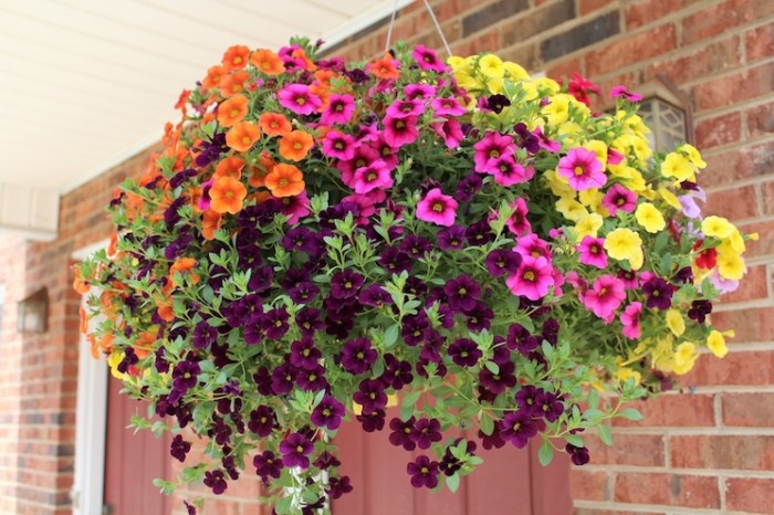 Hanging Plants Indoor | Hanging Basket Plant Compost: A Guide to Enhancing Your Plants' Health and Growth