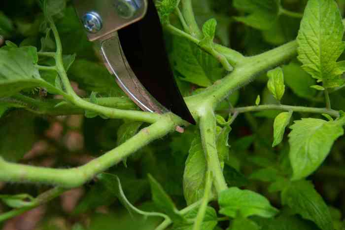 Hanging Plants Indoor | How to Prune Tomato Plants UK: A Guide to Maximizing Yield