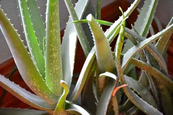 Hanging Plants Indoor | Mastering the Art of Aloe Vera Trimming: A Comprehensive Guide