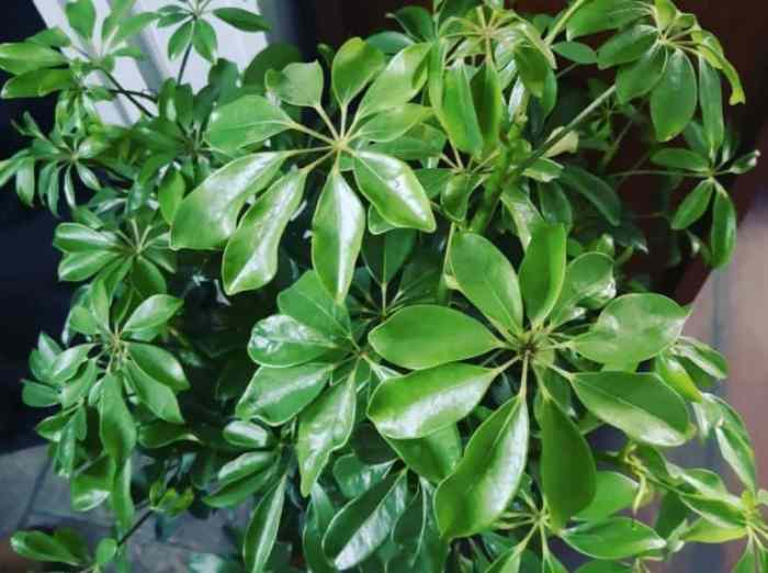 Hanging Plants Indoor | How to Trim Umbrella Plant: A Comprehensive Guide to Shaping and Styling