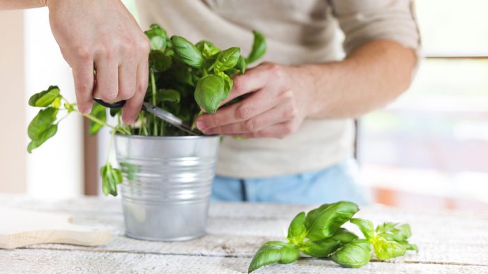Hanging Plants Indoor | Mastering the Art of Trimming Basil Plants for Optimal Growth