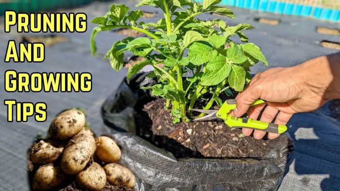 Hanging Plants Indoor | How to Trim Potato Plants for Optimal Yield and Quality