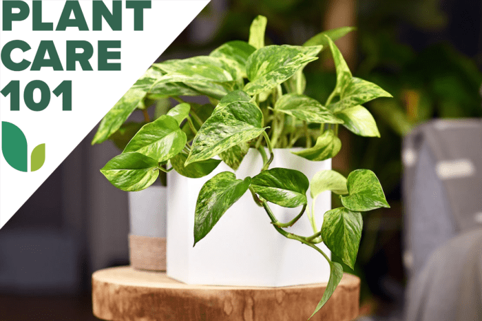Hanging Plants Indoor | Golden Pothos Hanging Plant Care: A Guide to Thriving Vines