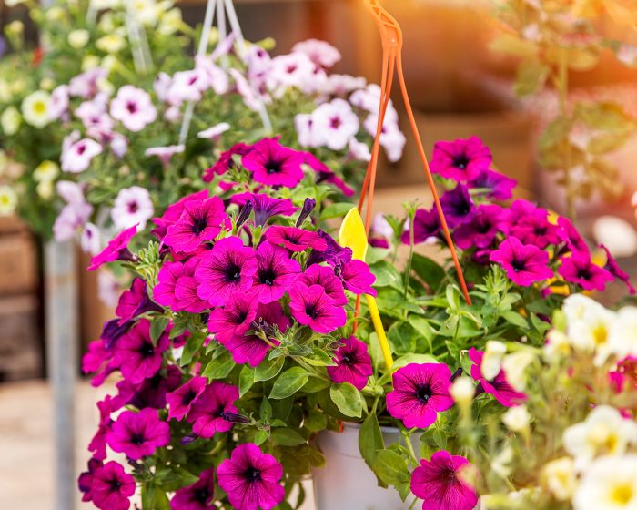 Hanging Plants Indoor | Autumn's Embrace: Adorning Hanging Baskets with Seasonal Splendor