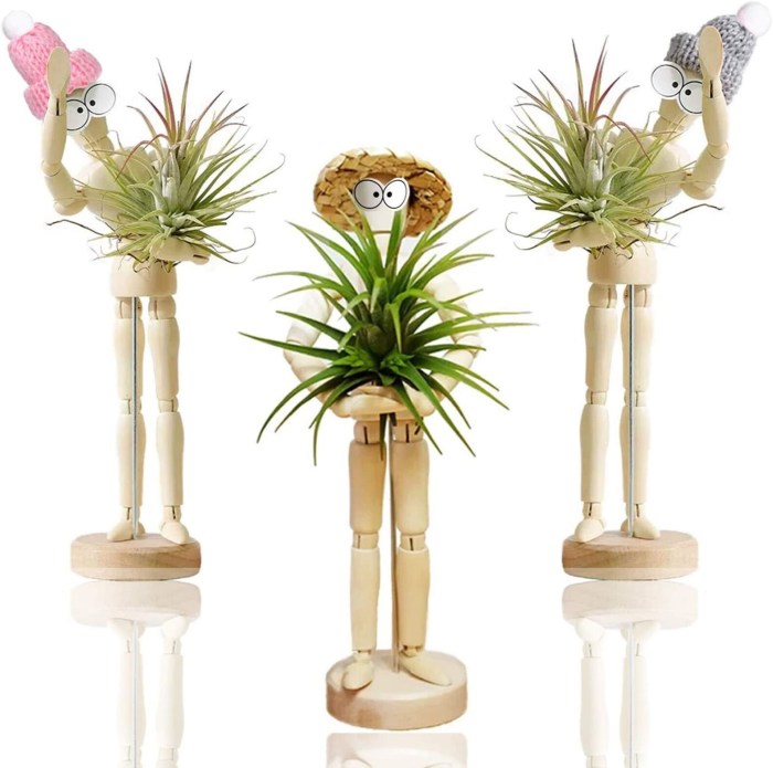 Hanging Plants Indoor | Discover Air Plant Holders at Bunnings: Styles, Materials, Prices, and Creative Display Ideas