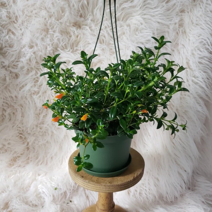 Hanging Plants Indoor | Goldfish Plant 6 Inch Hanging Basket: A Guide to Beauty and Benefits