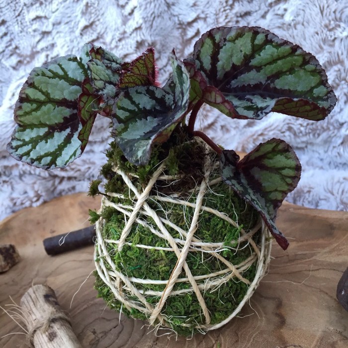 Hanging Plants Indoor | 10 Hanging Plants Moss Balls: Enhancing Your Home with Nature's Art