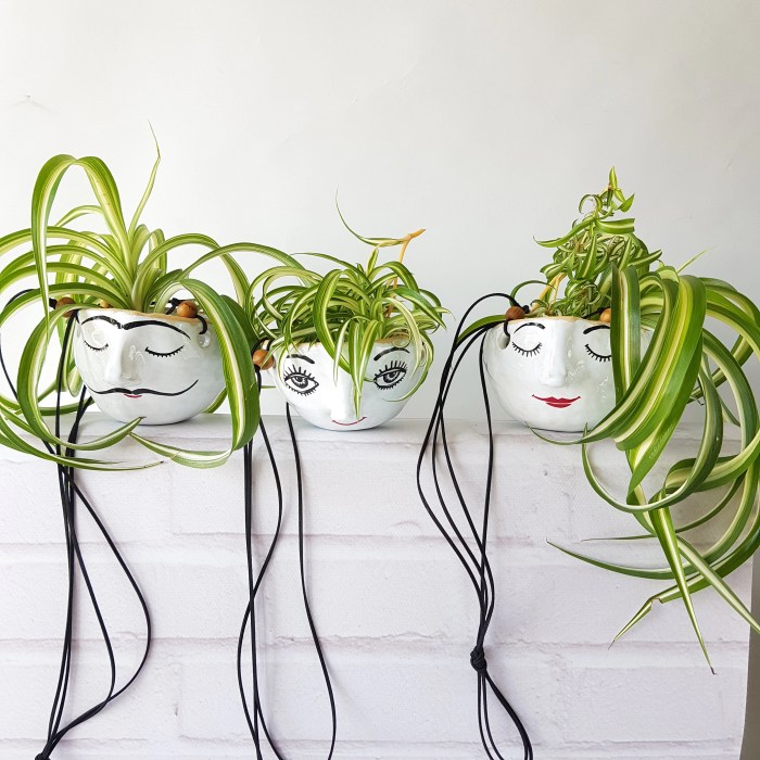 Hanging Plants Indoor | Ceramic Hanging Planters: A Guide to Enhance Your Indoor Spaces