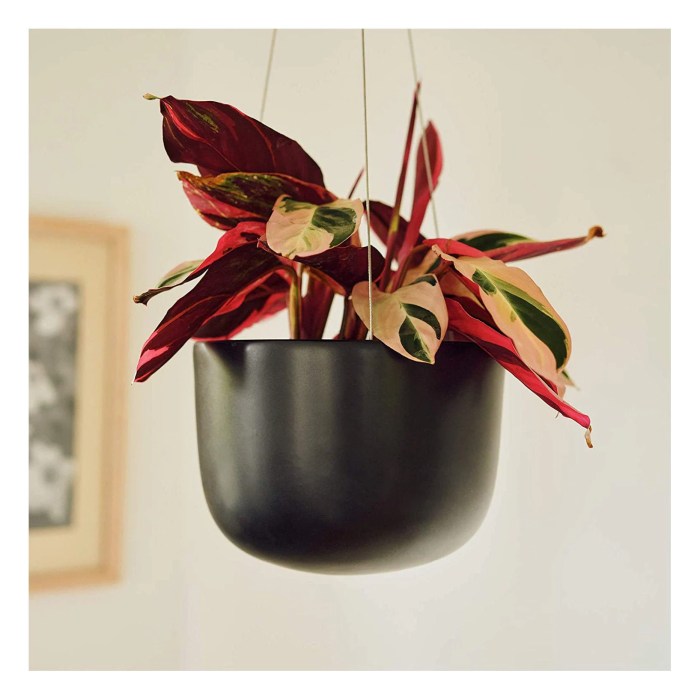 Hanging Plants Indoor | 8 Inch Hanging Planters: A Versatile Addition to Indoor Décor