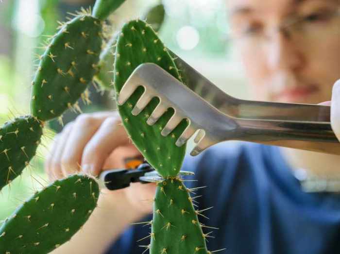 Hanging Plants Indoor | Expert Guide to Cactus Pruning: Enhance Health and Aesthetics
