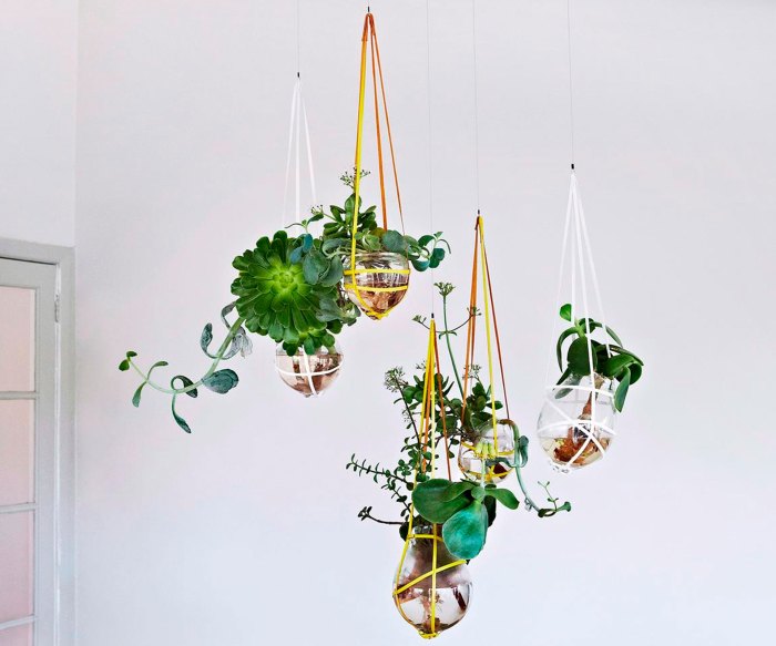 Hanging Plants Indoor | Dangly Indoor Plants: Enhance Your Space with Nature's Beauty
